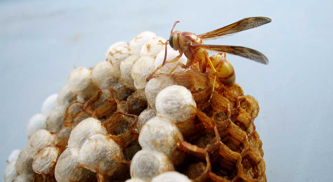 Wasp Extermination Service Flat Rate Pricing Guaranteed Service