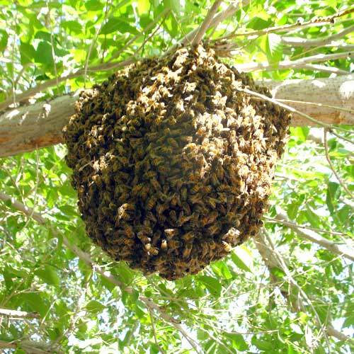 Bee Swarm Removal